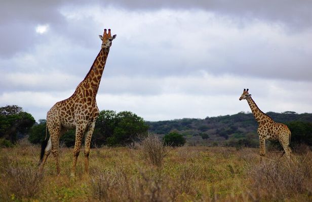 Economic 1Day Maputo Special Reserve Safari(Maputo National Park)