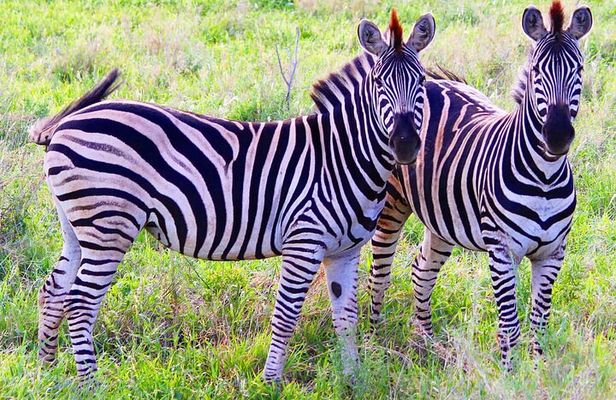 Pilanesberg Full Day Safari Experience