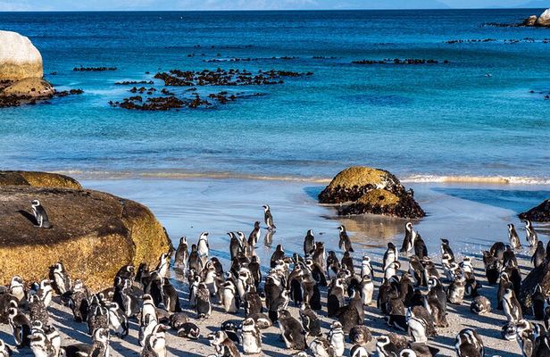 Cape Peninsula Private Tour with entrance fees to Cape of Good Hope and Penguins