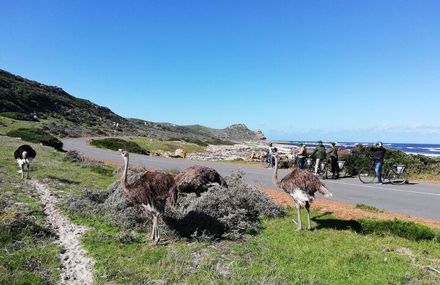 Cape Peninsula E-bike Cycle with Vehicle - Private Tour