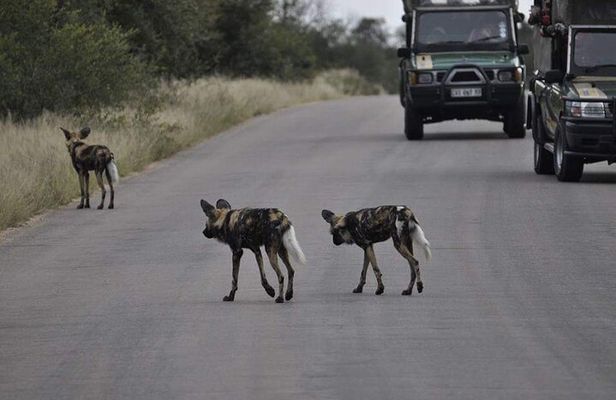 Full day Kruger National Park Tour