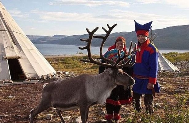Visit a Lappish Reindeer Farm in the Summer