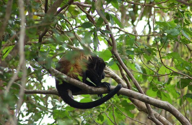 Rio Celeste Waterfall Hiking - Llanos Del Cortes waterfall & sloth observatory