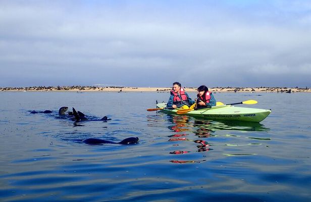 Half Day Original Seal Kayak Adventure, Pelican Point, Walvis Bay