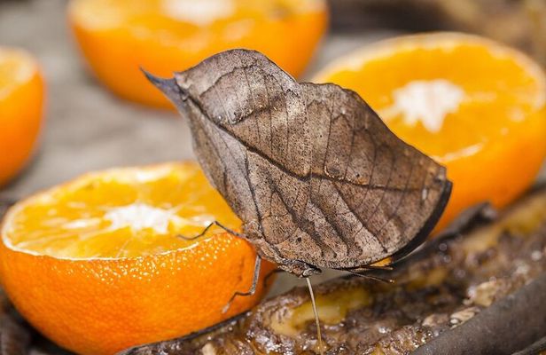 Butterfly Sanctuary and Lunch Experience with Transport