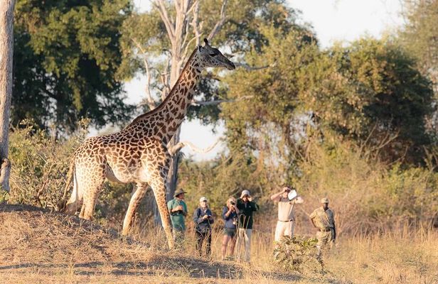 Walking Safari
