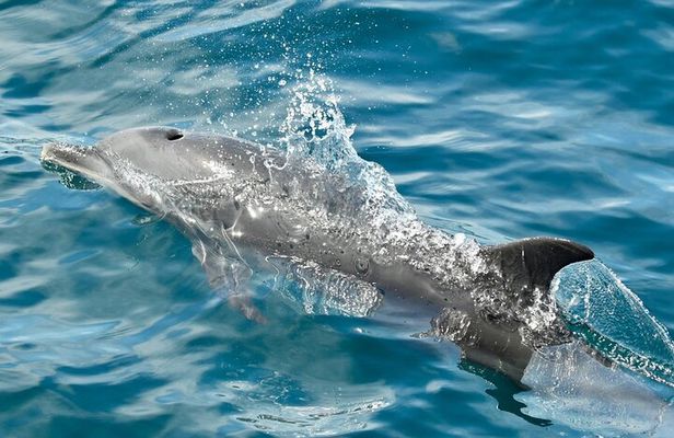 Dolphin and Snorkeling Trip with Costa Rican Companies