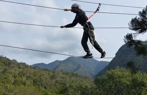 Tree climbing among the araucarias