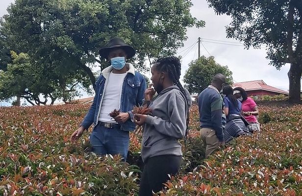Purple Tea Farm Tour from Nairobi City - Specialty Tea Tasting