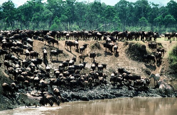 8 Days / 7 Nights 2021 / 2022 Wildebeest Migration Safari - Maasai Mara Reserve
