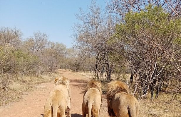 Guided Walking with Lions Bush-walk Tour