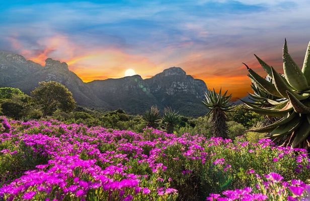 Kirstenbosch Botanical Gardens and Constantia Wine Tasting Tour.