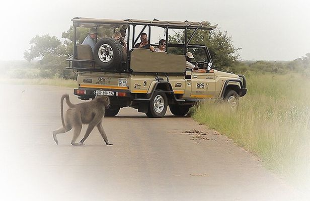 3 Night & 4 Day Private Kruger Park Safari