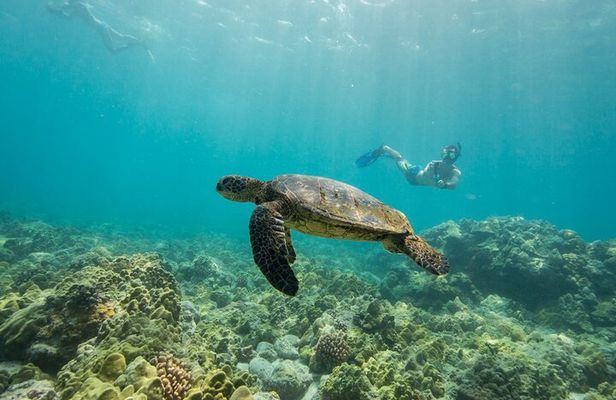 Kona Shore Excursion: Wild Dolphin Reefs Snorkel and Sea Caves