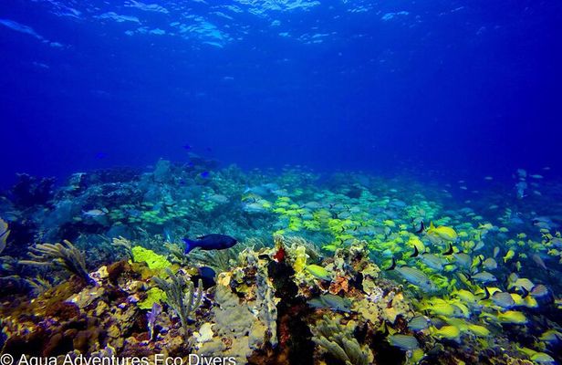 MUSA Museum and Colorful Reef 2 Tank Dive-Certified Divers