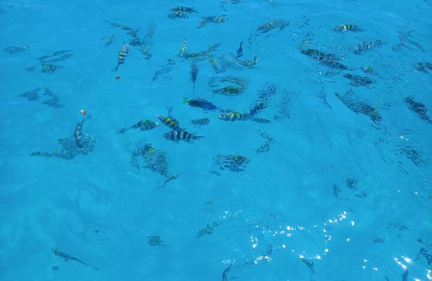 Fullday trip to Pungume and Uzi Island for Snorkeling and more