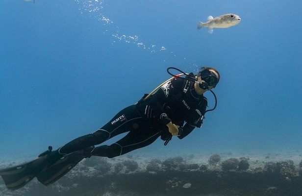 Incredibly Fun 2-Tank Boat Dive from Waikiki -Beginners Welcome