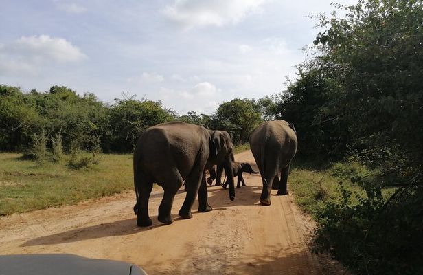Udawalawa Safari & Elephants Orphanage Tour from Hambantota port