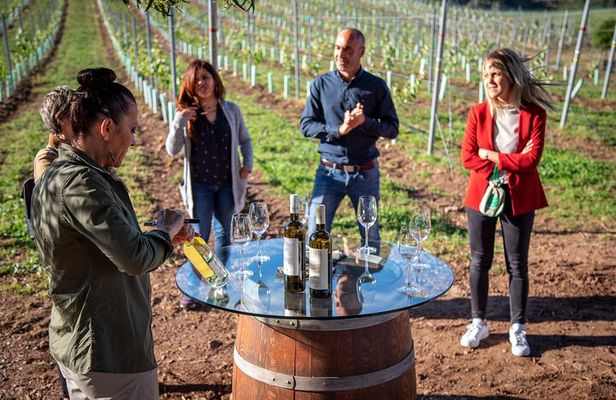 Guided Winery tour and Wine tasting in Pontevedra