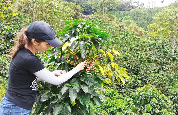 Private coffee tour near Medellín, from bean to cup.