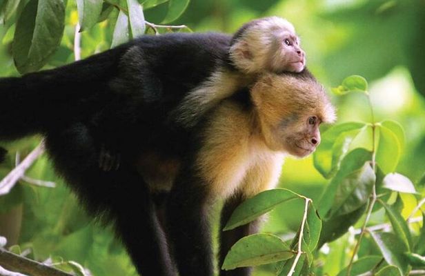 Manuel Antonio National Park Hiking Guided Tour
