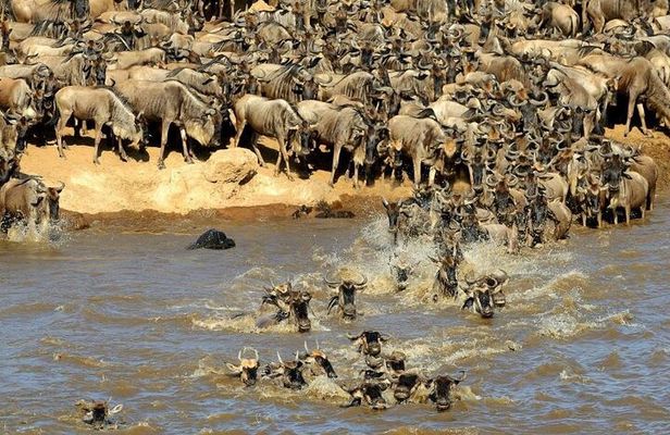 3 days 2 nights Masai Mara Budget safari from Nairobi
