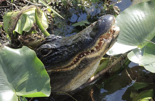 Private River Of Grass Everglades Airboat Adventure