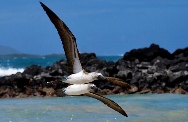 Snorkeling and Fauna Observation at Las Tintoreras Islet