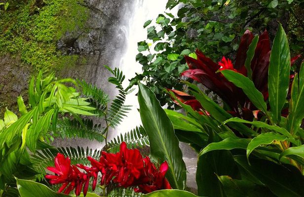 Half-Day Guided Hike to Afareaitu Waterfall