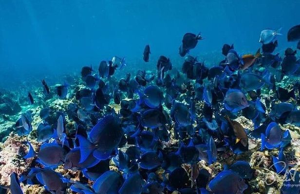 Best of roatan by land and sea
