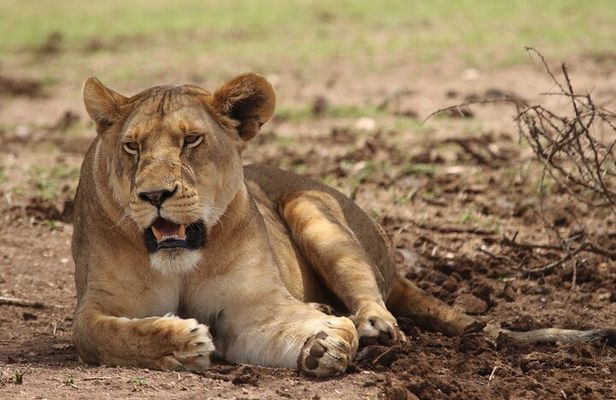 6-day Private Camping Safari Tour from Kilimanjaro Airport
