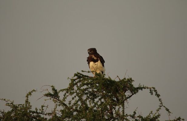 Private 7-Day Tanzania Camping Safari