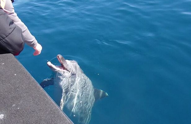Noosa National Park & Dolphin adventure