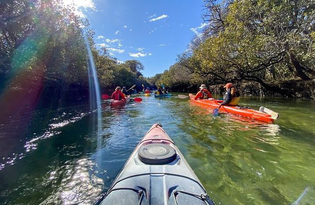 Adelaide Dolphin Sanctuary and Ships Graveyard Kayak Tour