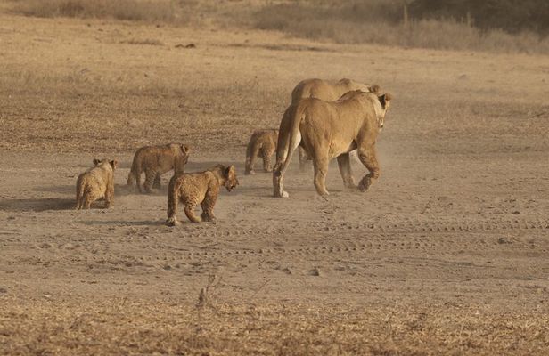 5 Days Group Camping Safari