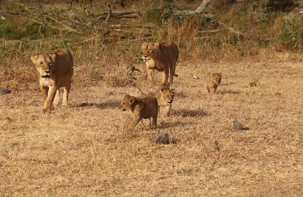 3 Days Serengeti & Ngorongoro Group Camping Safari