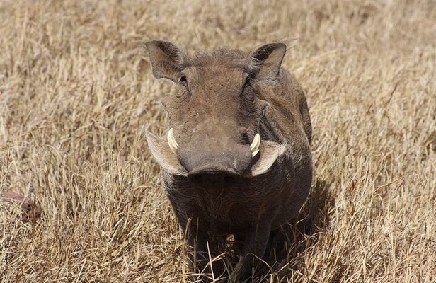 5-Day private Camping Safari Tour in Tanzania