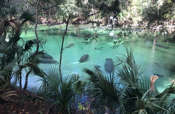 Small Group Manatee Discovery Kayak Tour near Orlando