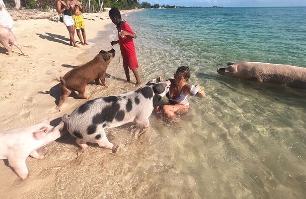 Private GroupTour Pigs/Turtles/Snorkeling/Lunch/Pickup/Dropoff