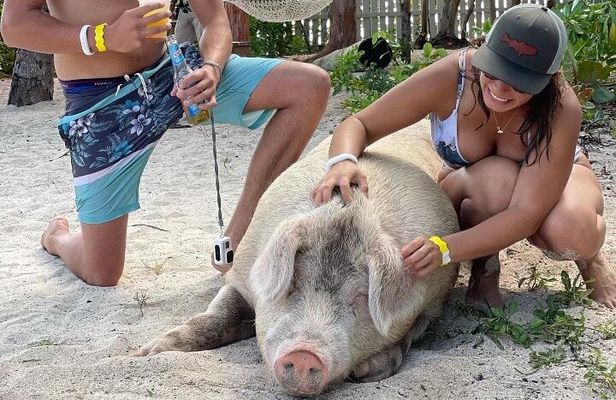 Ultimate SeaXscape Pigs/Turtles/Snorkel/Lunch/Drinks/PU/DO