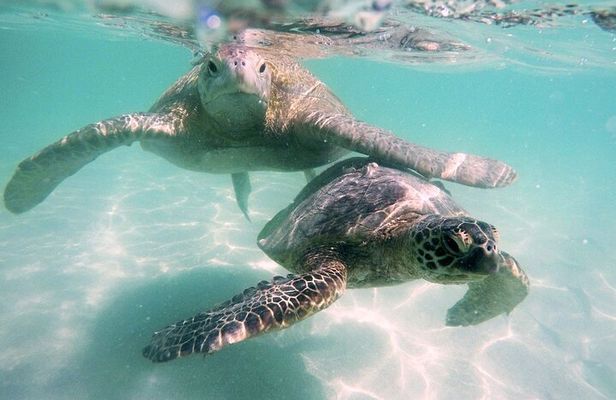 Kaneohe Sandbar Morning Snorkeling Tour