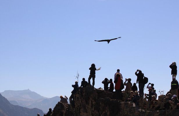 2-Day Colca Canyon, Vicuna Reserve and Condors from Arequipa