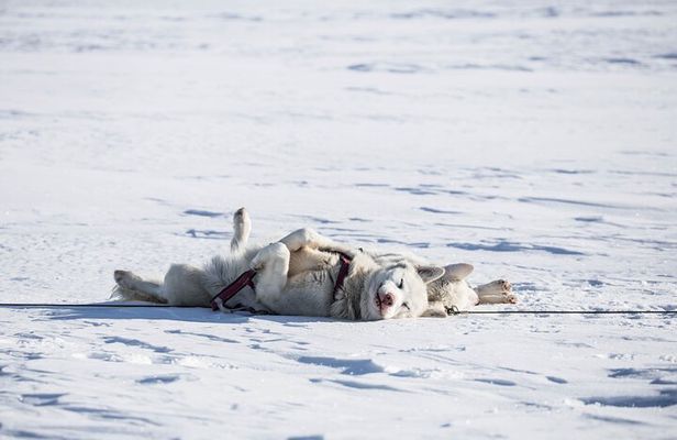 Fun & Easy Dog Sledding Adventure - Early Bird 08:10