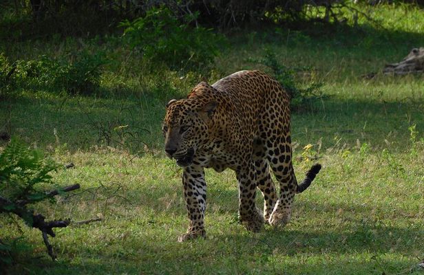 From Ella: YALA SAFARI TOUR & Galle/Mirissa/Tangalle transfer
