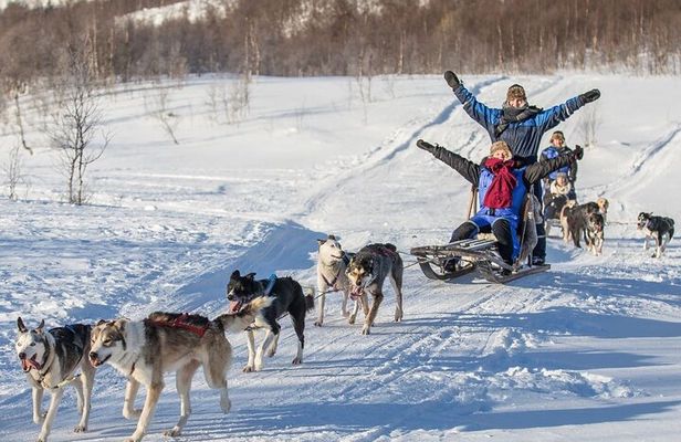 Advanced Dog Sledding at Camp Tamok