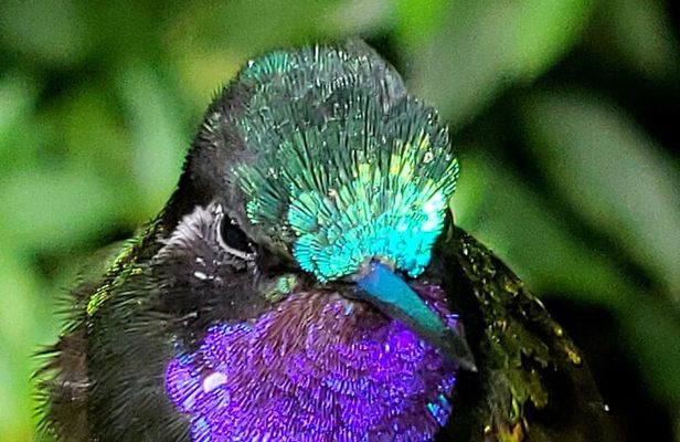 Birdwatching Tour in Tapantí National Park