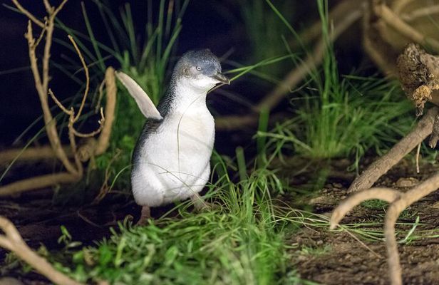 Phillip Island Penguin and Koala Highlights Day-Trip from Melbourne