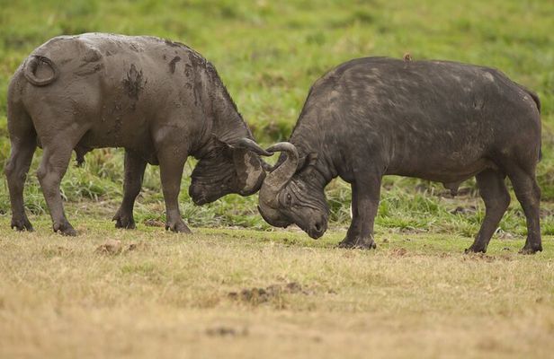 4 days 3 nights Safari- Tarangire, Serengeti and Ngorongoro Crater