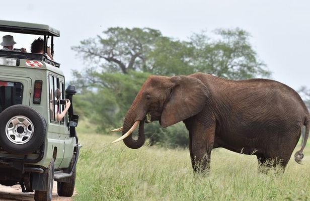 2-Day Serengeti Safari Tour from Mwanza with Transportation