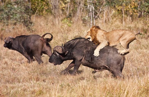 3 Days Safari Serengeti & Ngorongoro Crater